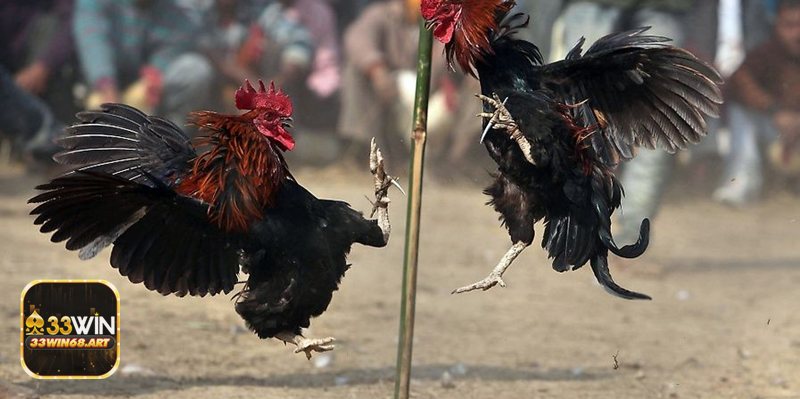 Đá gà trực tiếp Campuchia - Luồng phát – chất lượng & ổn định Đá gà trực tiếp Campuchia - Luồng phát – chất lượng & ổn định