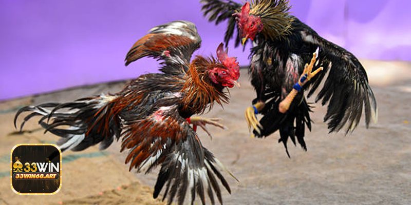 Câu hỏi thường gặp về đá gà trên mạng tại 33win