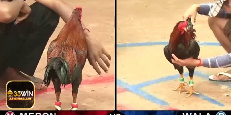 Đá gà trực tiếp bình luận viên - Đội ngũ bình luận viên hiểu nghề, nói đúng trọng tâm Đá gà trực tiếp bình luận viên - Đội ngũ bình luận viên hiểu nghề, nói đúng trọng tâm