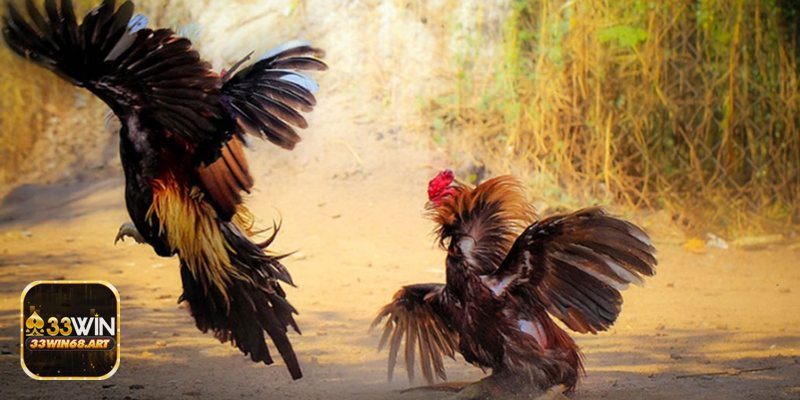 Đá gà mạnh - Thể loại trận và nguồn gốc bồ gà Đá gà mạnh - Thể loại trận và nguồn gốc bồ gà