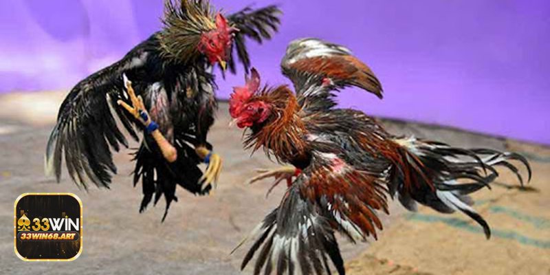 Đá gà casino - An toàn dữ liệu & giao dịch Đá gà casino - An toàn dữ liệu & giao dịch