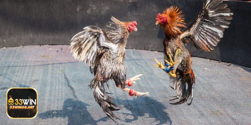 Đá gà trực tiếp - Đăng ký và xác minh tài khoản Đá gà trực tiếp - Đăng ký và xác minh tài khoản