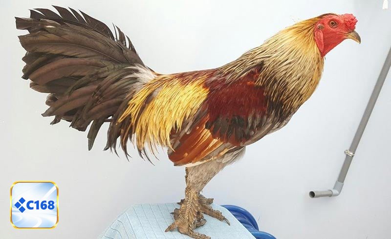 Đá gà đòn - Nguồn gốc tạo nên sức hút bền vững Đá gà đòn - Nguồn gốc tạo nên sức hút bền vững