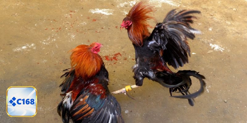 Đá gà tre - Nhận biết thể trạng và phong độ chiến kê Đá gà tre - Nhận biết thể trạng và phong độ chiến kê